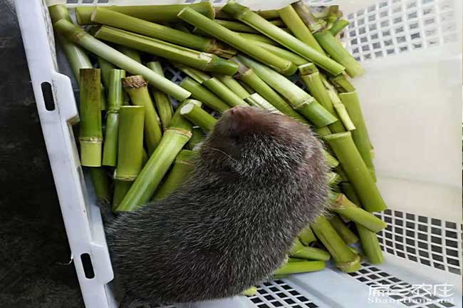 云南竹鼠食物資源