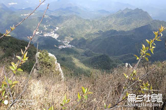 竹鼠廠家潛江建設材料