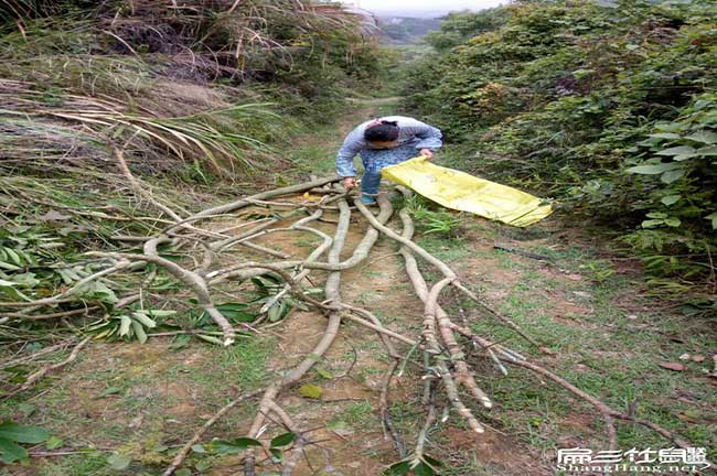 您好！我們河西扁山竹