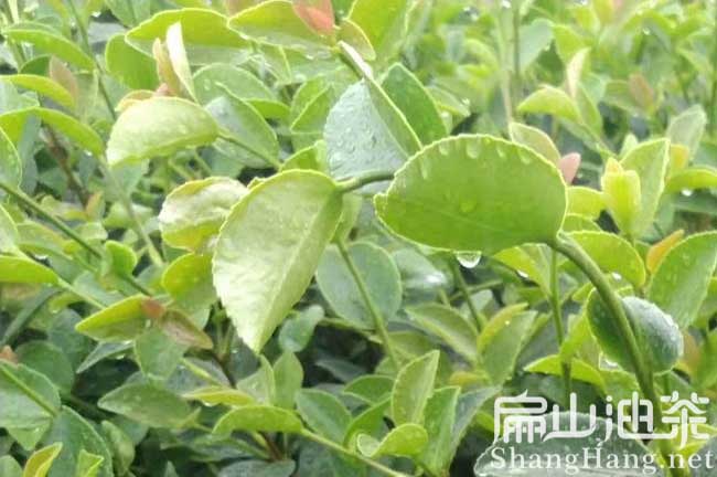 油茶茶樹種植