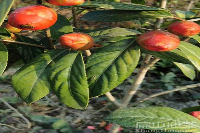 福建紅花油茶苗