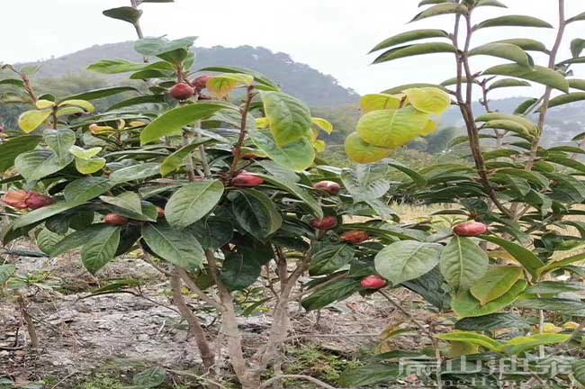 永州紅花油茶苗