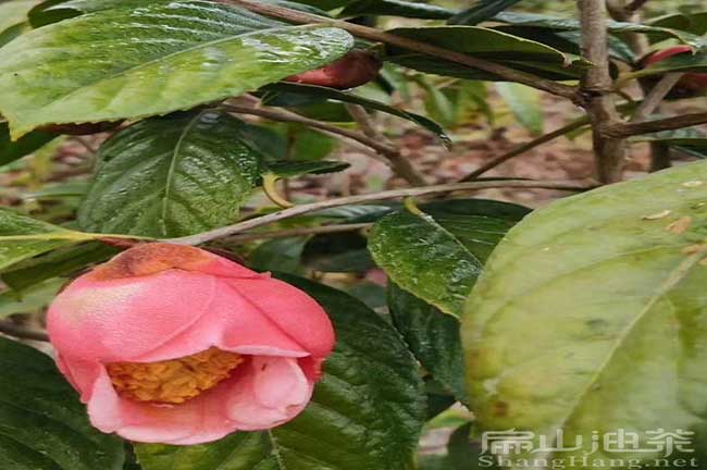 寧德紅花油茶苗