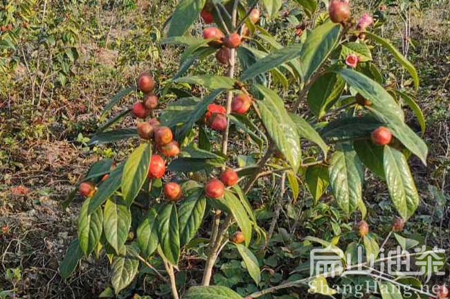 漳平大果油茶苗