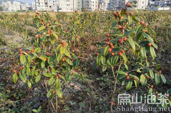 三明紅花大果油茶苗