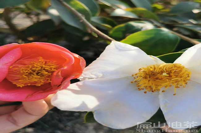 紅花油茶種植視屏