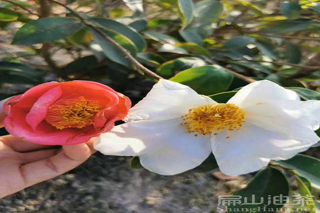 永豐紅花油茶苗