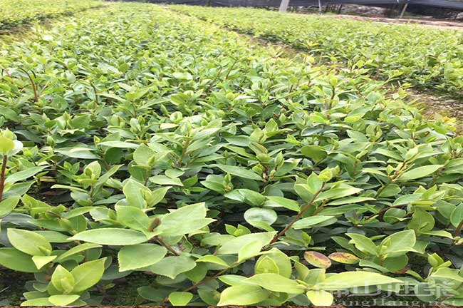 吉水油茶基地