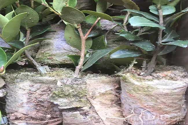 油茶種植前景