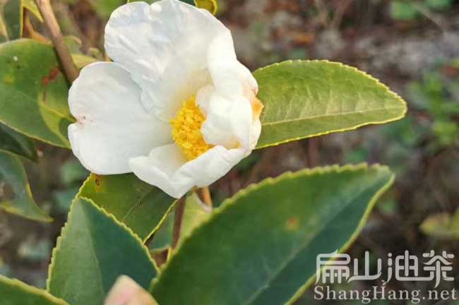 攸縣白花油茶苗