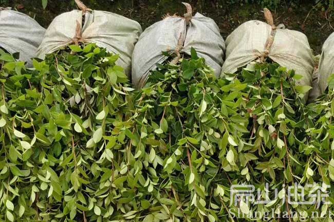 景德鎮(zhèn)嫁接油茶苗大型培育基地萍鄉(xiāng)贛州茶籽樹種植合作社