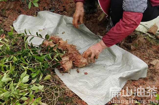 衡陽改良種油茶苗