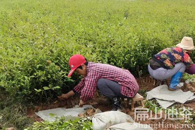 三明茶籽樹(shù)苗