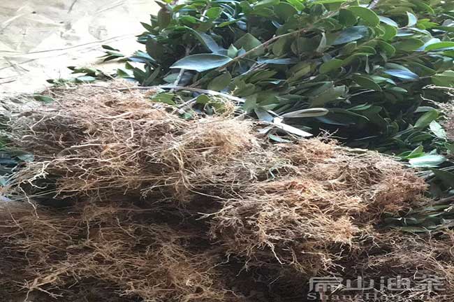 油茶種植成活率