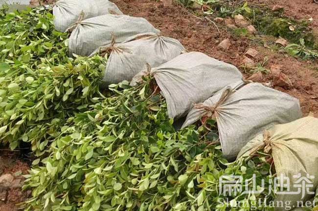 贛州油茶苗發(fā)貨