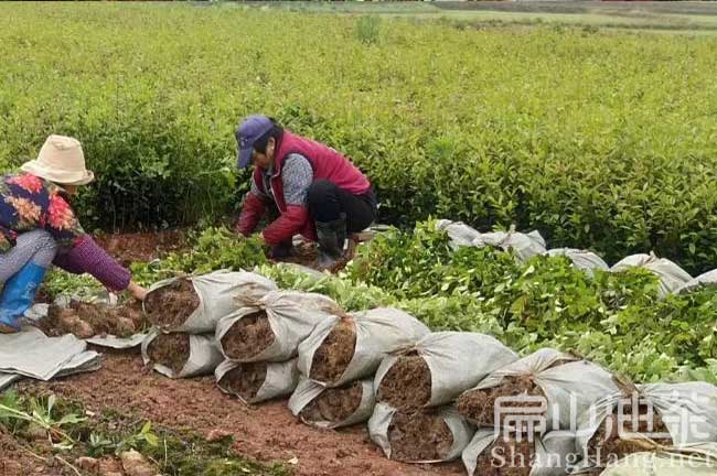 長林油茶杯苗