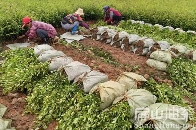 吉安油茶苗批發(fā)