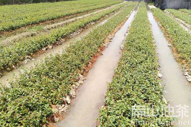 贛州茶樹苗育苗基地