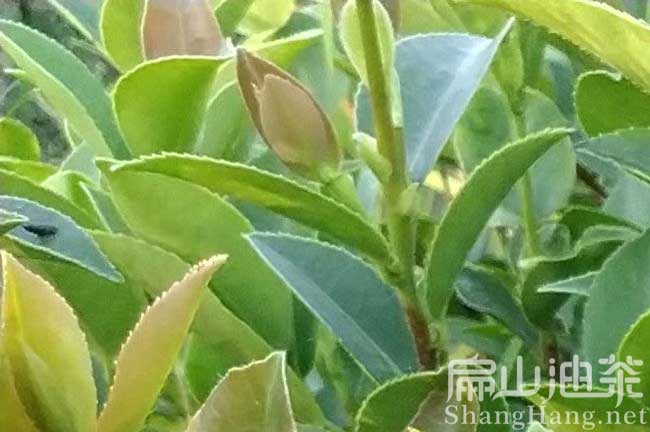 株洲油茶苗批發(fā)