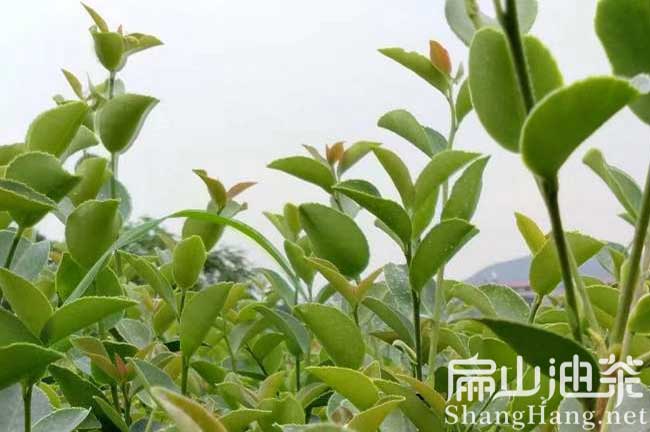 吉安油茶種植