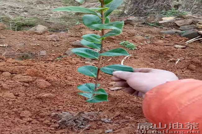 油茶種植技術