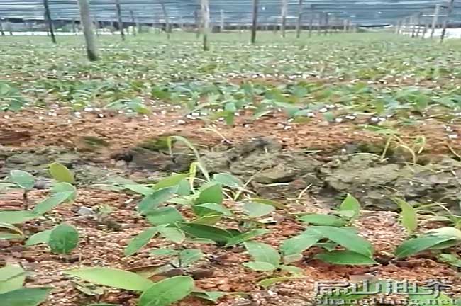 泉州嫁接油茶基地