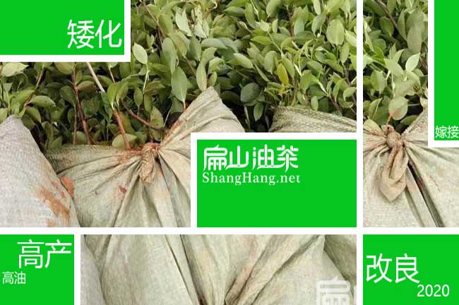 江蘇油茶苗批發(fā)