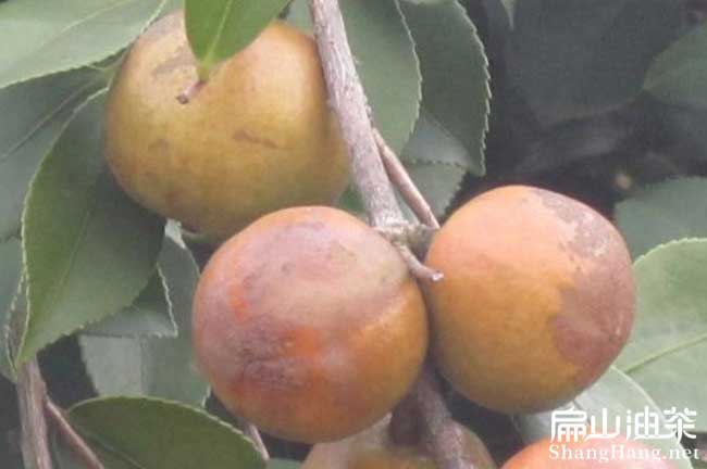 湖南高產(chǎn)茶樹苗