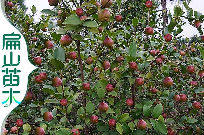 紅果油茶樹(shù)種植