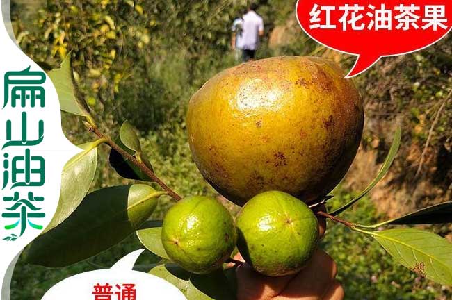 小果油茶苗