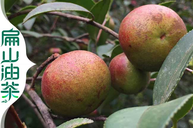 廣西油茶樹種植