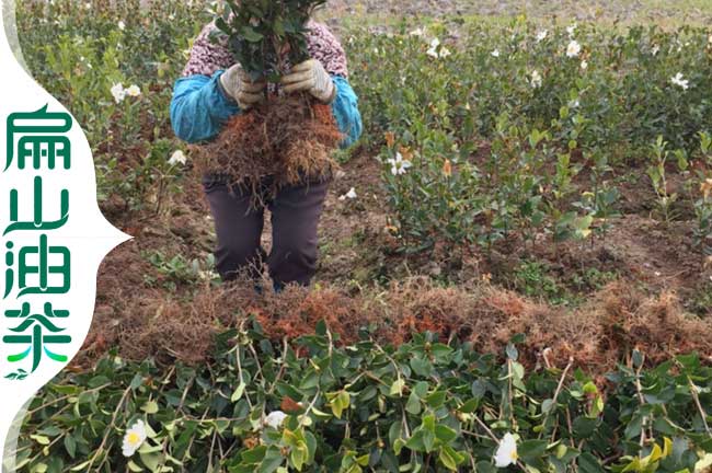 長林1號油茶苗