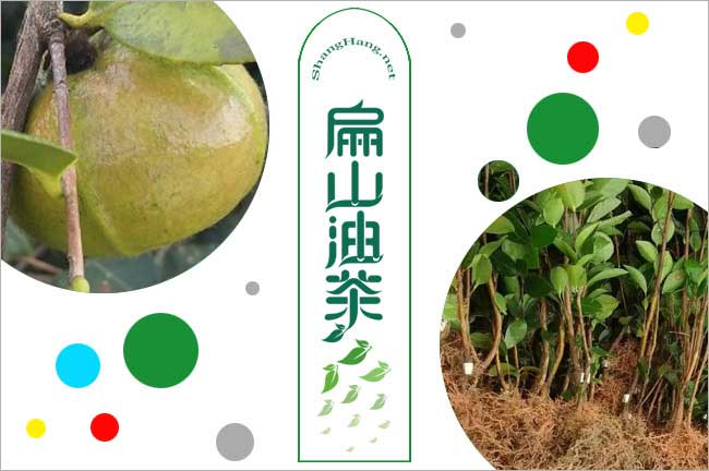 長林油茶苗