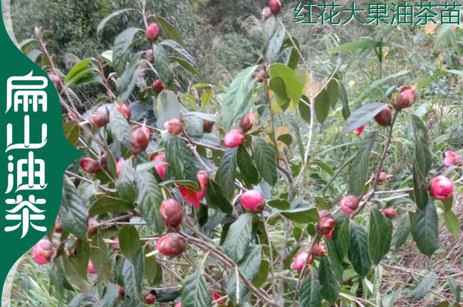 龍巖大果油茶苗