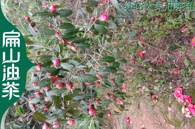 紅花油茶苗