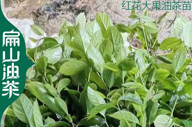 東西大果油茶樹苗