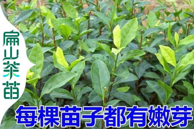 浙江裸根茶葉苗