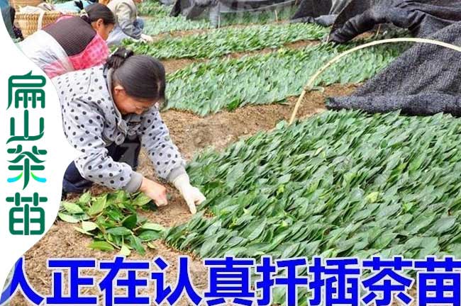 武夷山10公分茶苗