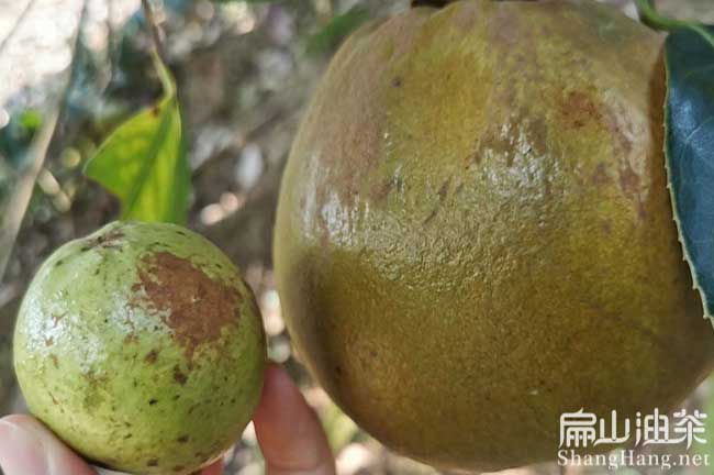 大果油茶果