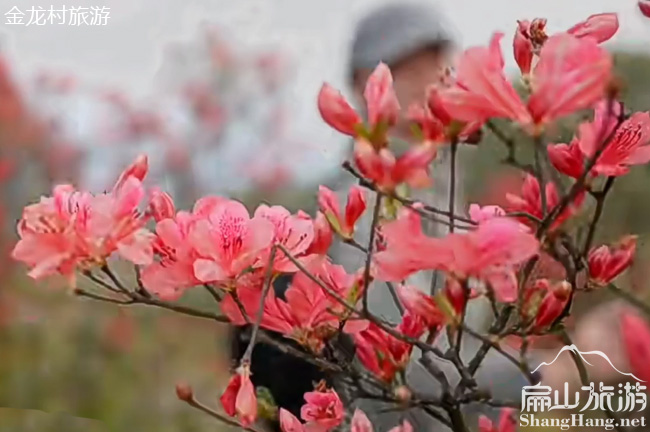 龍巖扁山杜鵑花