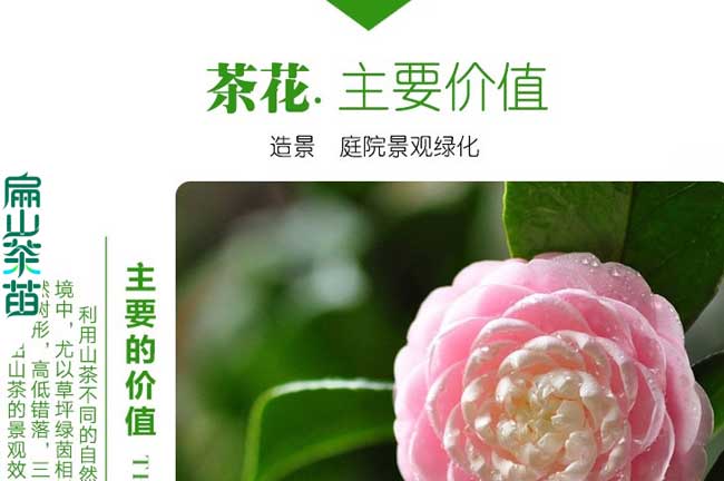 信陽粉色茶花苗批發(fā)