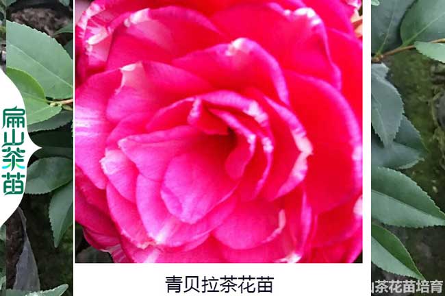 安陽(yáng)青貝拉茶花苗批發(fā)