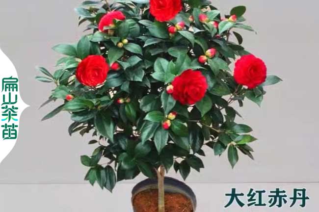 福建五色茶花苗批發(fā)