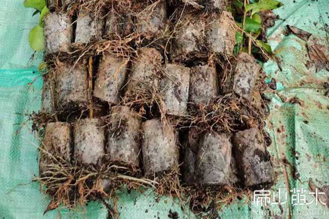 永州油茶杯苗