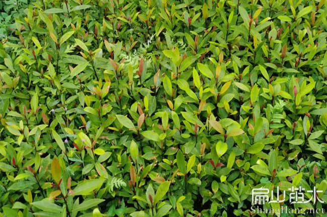 三明油茶種植