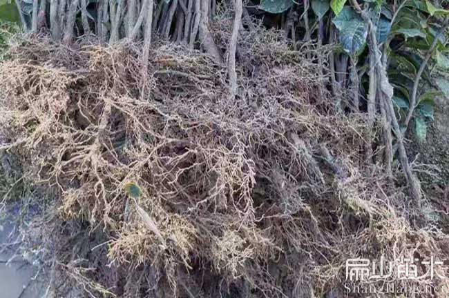 丹陽紅花油茶苗