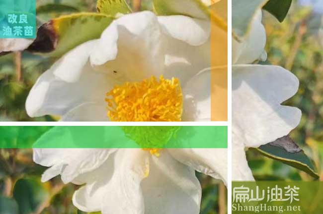 普洱白花茶樹(shù)苗