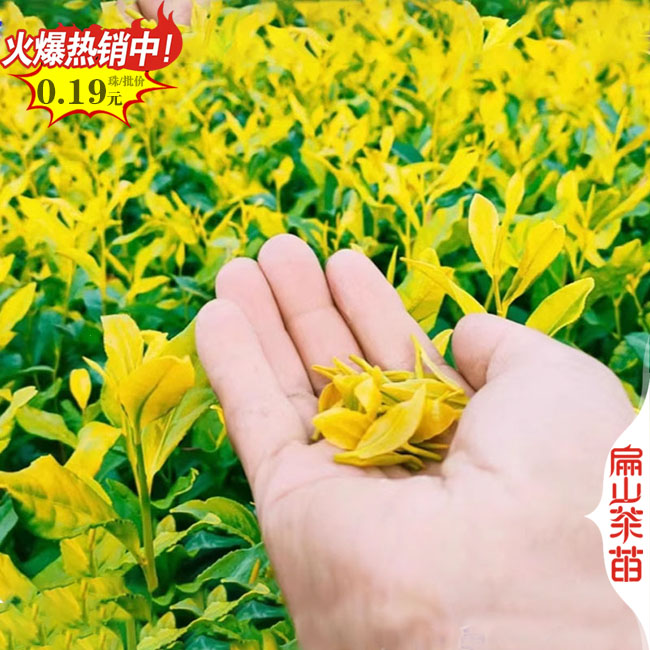 邵陽(yáng)金花茶大杯苗批發(fā)