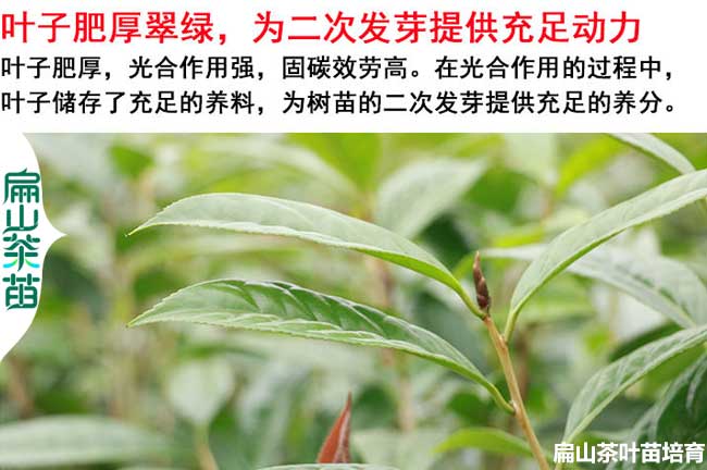 福州金花茶苗培育