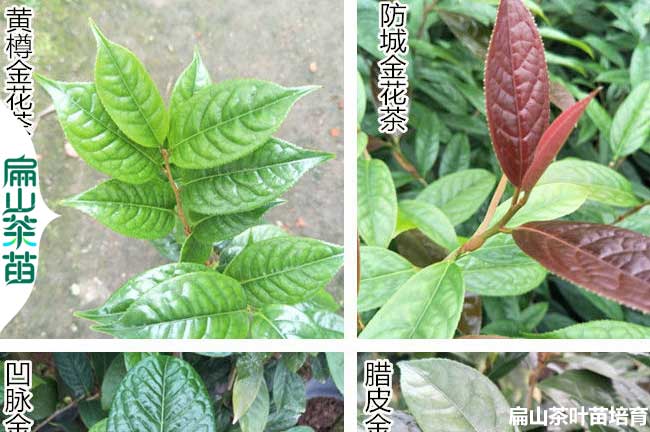 濟(jì)源金花茶苗培育